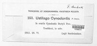 Ustilago cynodontis image